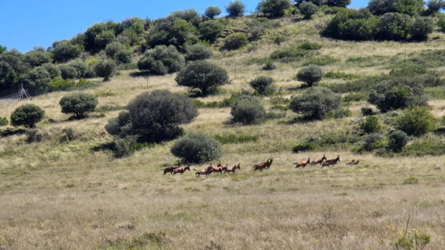 5 Bedroom Property for Sale in Edenburg Rural Free State